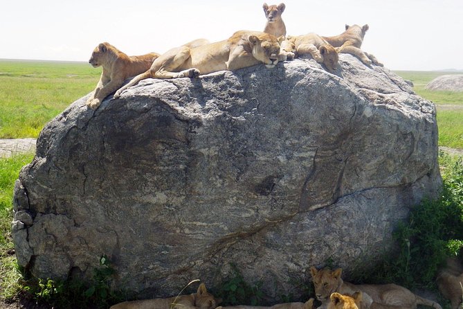 Tanzania Safari With Guide in Italian, the Great Migration of the Serengeti - Good To Know