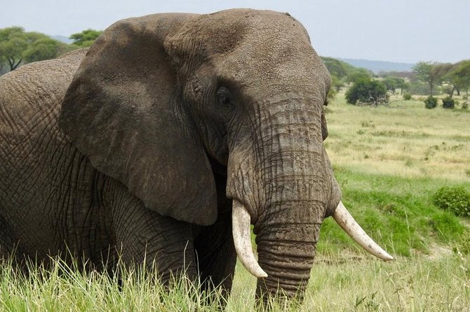 Tarangire Day Trip From Arusha - Key Points