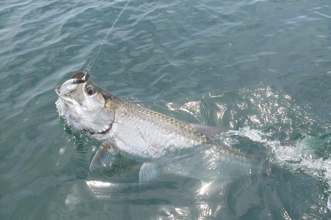 Tarpon Fishing Tour (Light Refreshments Offered on Board)) - Key Points