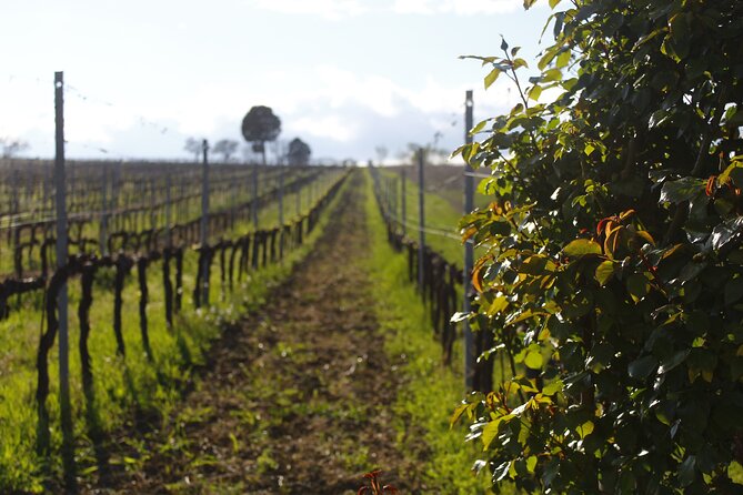 Tasting Selection of 4 Wines in Montefalco - Good To Know
