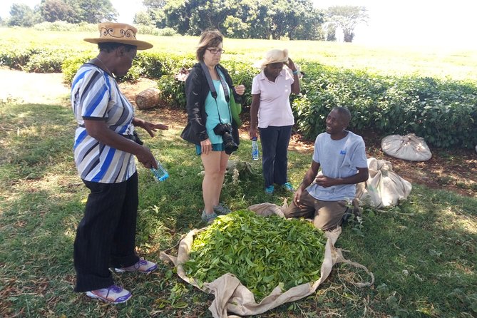 Tea Farm Experience at Riara Tea Farm And Factory Tour - Good To Know
