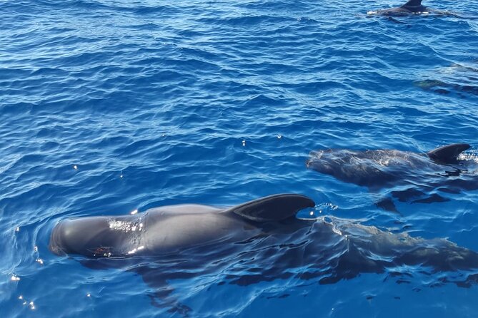 Tenerife Motor Boat Whale Watching & Snorkeling Experience - Overview and Highlights