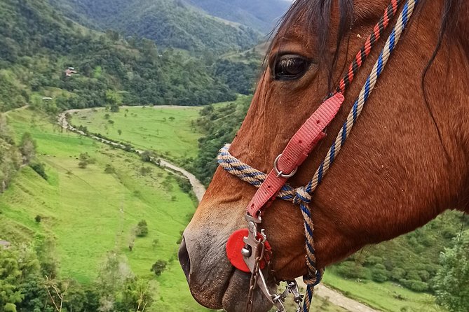 The Acacias Coffe Farm - About Your Stay