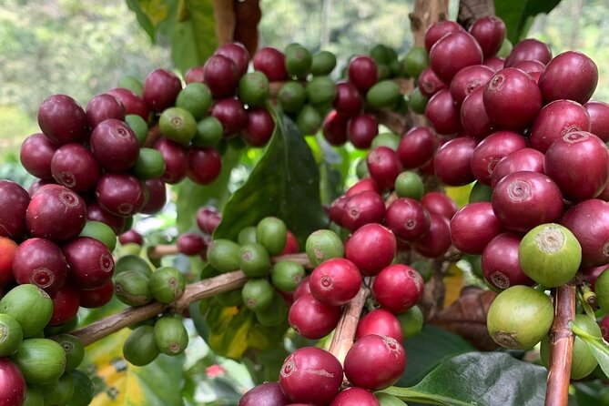 The Best Half Day Coffee Farm Tour on Medellin - Good To Know