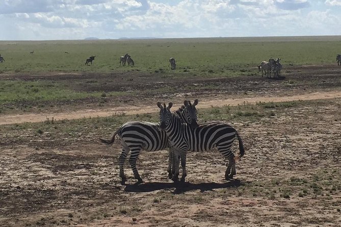 The Guide for the Best 4-Day Tanzania Private Safari in /2025 - Good To Know