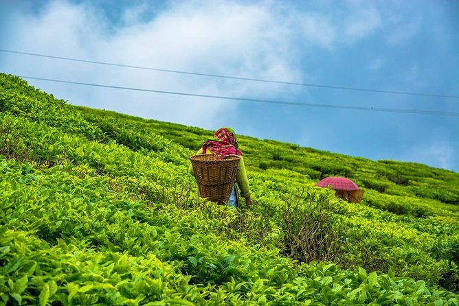 The Land Mark Tour (Nautical Day Darjeeling to Mirik Crusade) - Good To Know