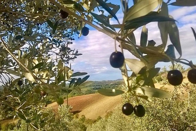 The Maremma - Pricing and Availability