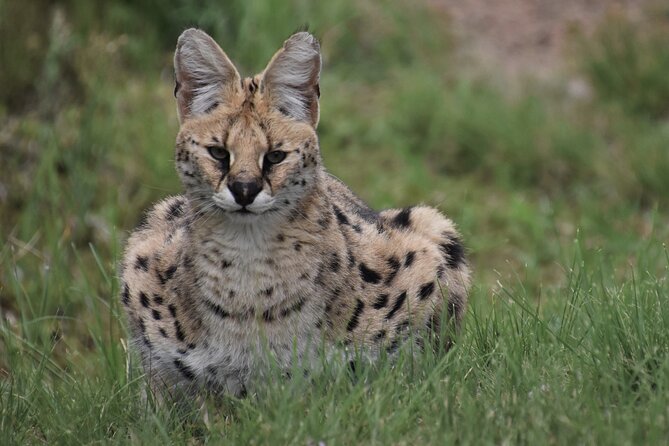 The Private Wildlife Tour - Good To Know