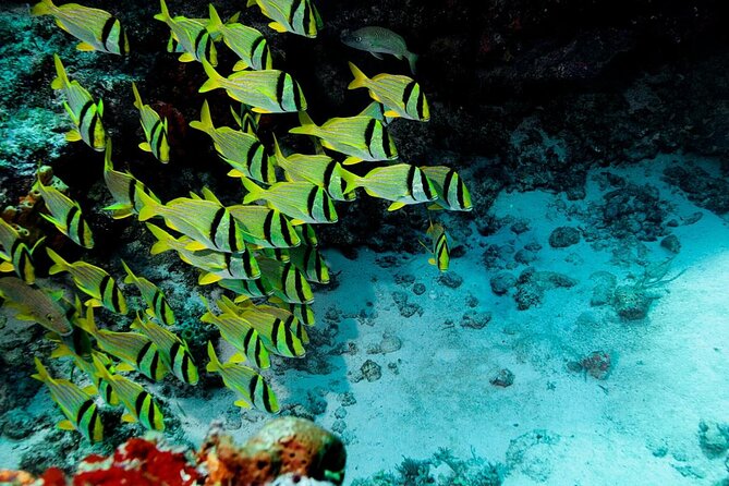The Sky Cozumel Snorkeling Tour - All-Inclusive - Key Points