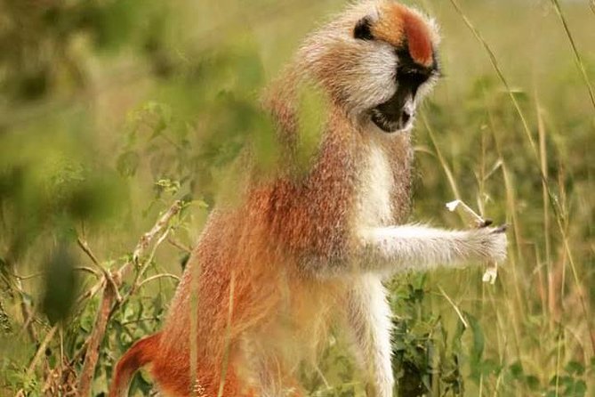 Three Days Murchison Falls National Park Tour in Uganda - Tour Highlights
