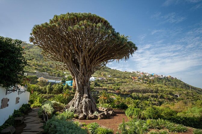 Ticket to Parque Del Drago in Tenerife - Good To Know