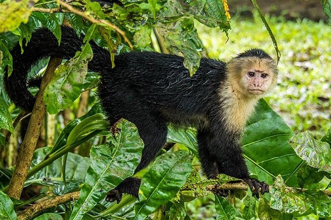 Tortuguero National Park Adventure 3D/2N - Overview of the Tour