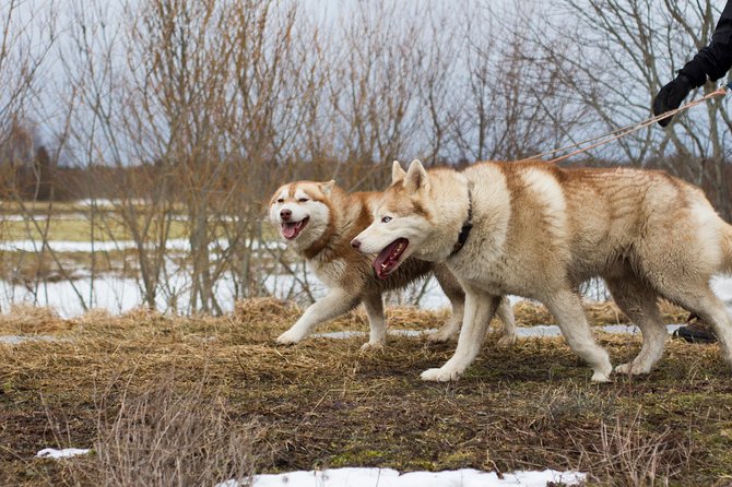 Tour to Husky Park With Cani-Cross Hike - Harnessing With Huskies