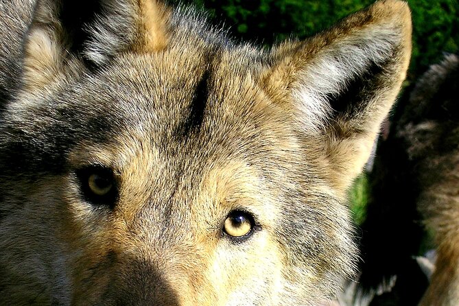Tsitsikamma Wolf Sanctuary Guided Tour & Day Pass - Tour Overview