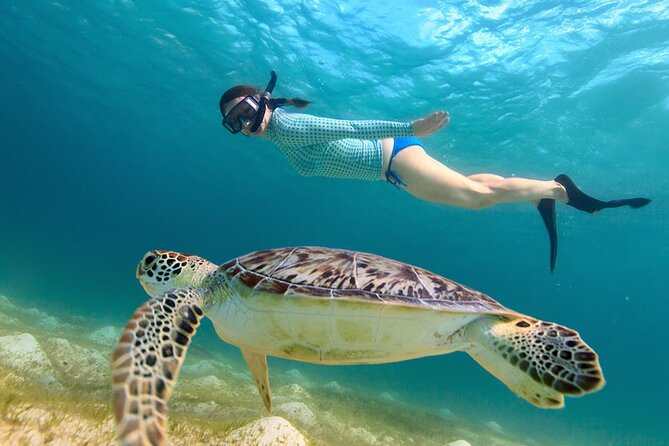 Turtle Snorkel Sail on Buck Island From Frenchmans Reef - Key Points