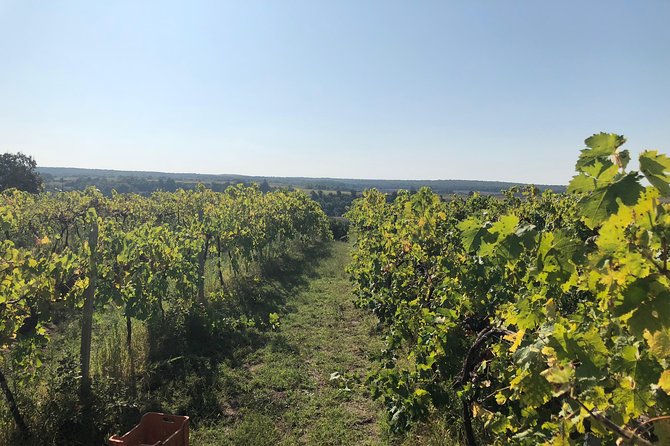 Tuscan Maremma Wine Tastings - Overview of Tuscan Maremma