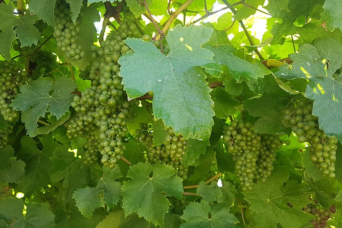 Txakoli Winery Tour Through the Coast From San Sebastian - Unveiling the Txakoli Winemaking Process