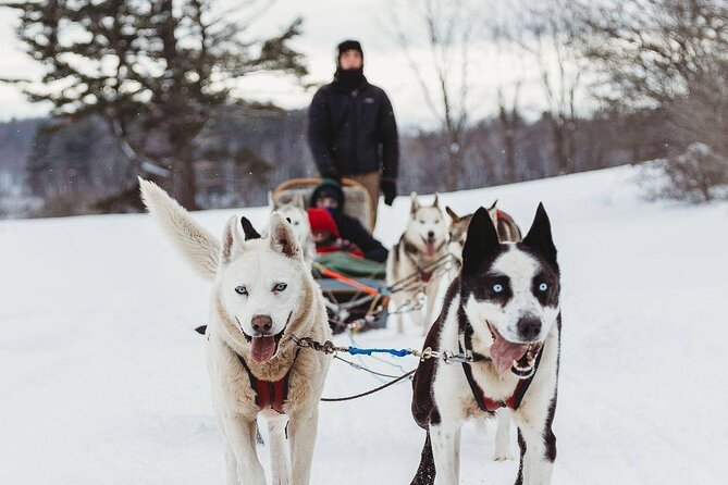 Ultimate Dog Sledding Tour - Day Trip From Ottawa & Gatineau - Good To Know