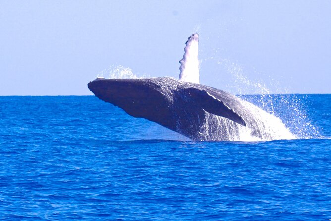 Ultimate West Side Whale and Dolphin Zodiac Boat Adventure - Good To Know