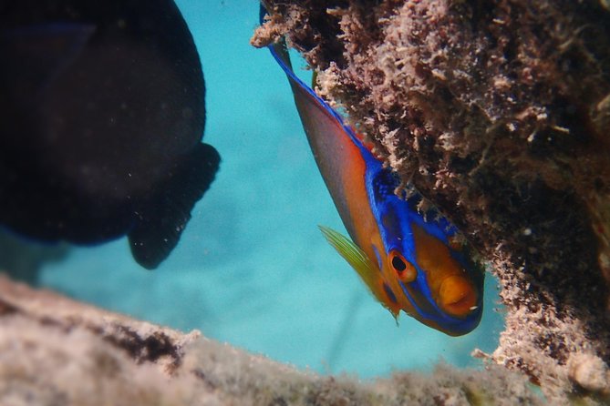 Under the Sea Snorkeling(Stingray/Kayak/ Power Snorkel Available) - Good To Know