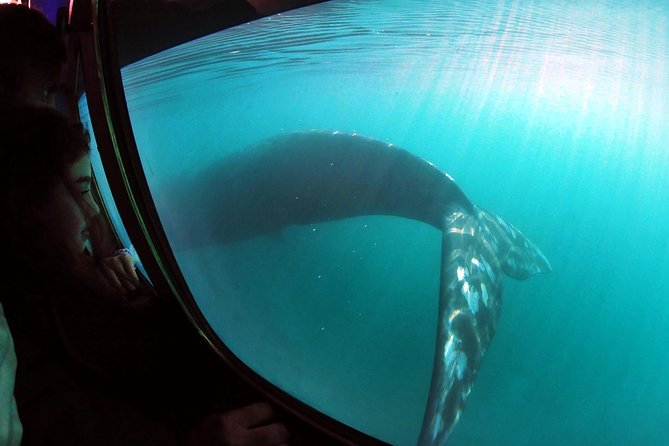 Underwater Whale Watching in Puerto Piramides - Good To Know