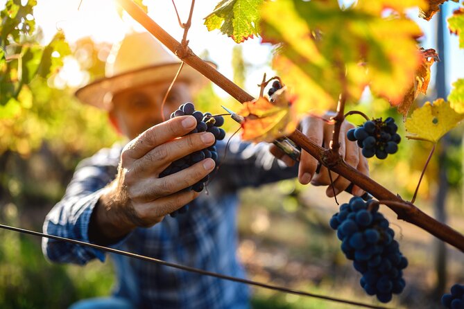 UNESCO Heritage and Wine Delights Private Tour From Bordeaux - Good To Know