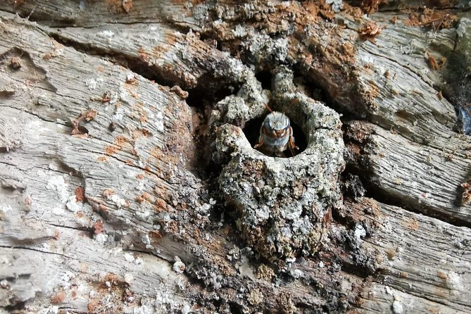 Valladolid Mayan Bees Tour With Lunch or Breakfast and Honey Tasting - Key Points