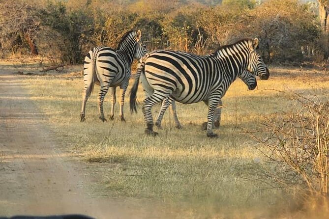 Victoria Falls Safari Tour Full Day - Key Points