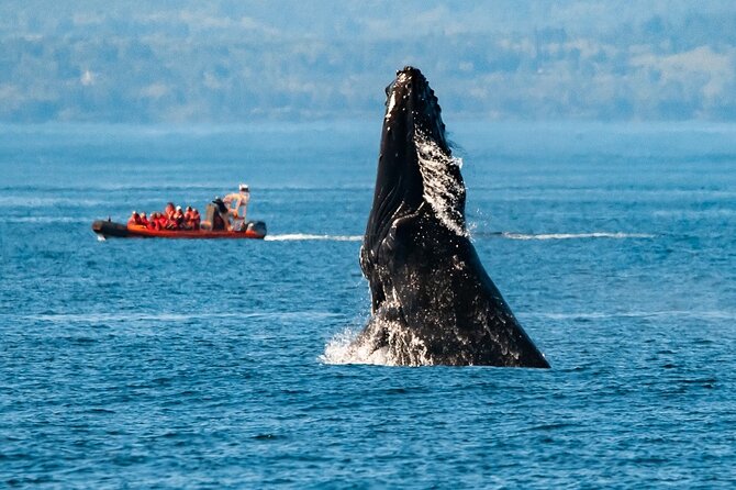 Victoria: Winter Whale Watching & Marine Wildlife Tour - Good To Know