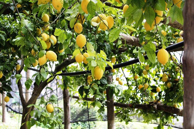 Visit to a Lemon Grove on the Amalfi Coast With Tasting - Amalfi Coast Lemon Grove Overview