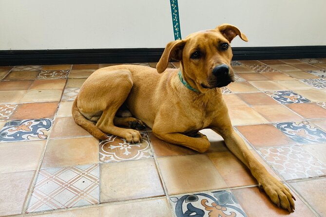 Volunteer at CR Dog Rescue - About Your Stay