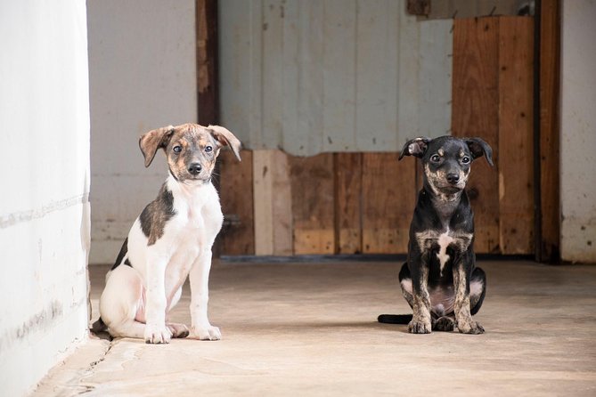 Volunteering With Animals in Sao Vicente! - Good To Know