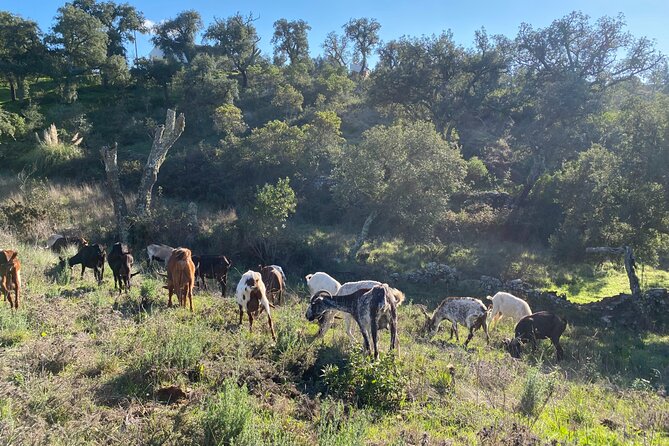 Walk in the Hills With Goat Herder-Local Honey, Wine and Cheese Tasting - Good To Know