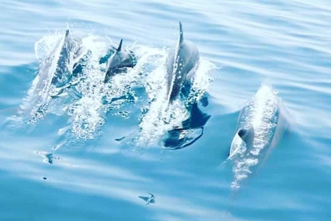 Watching Dolphins, Muscat