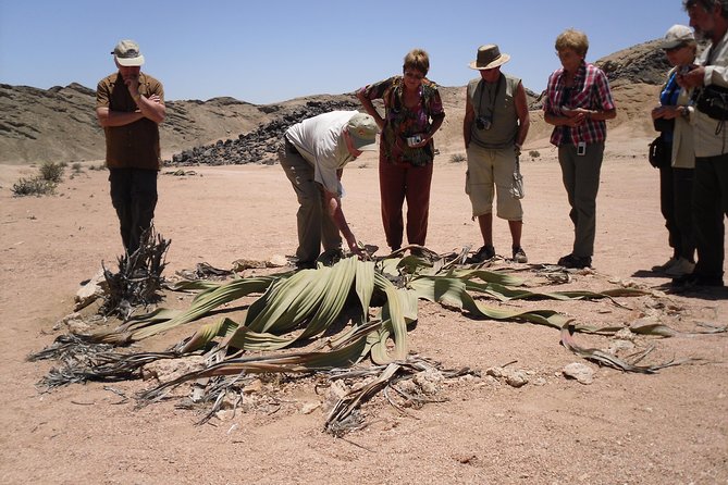 Welwitschia Tour From Swakopmund - Good To Know