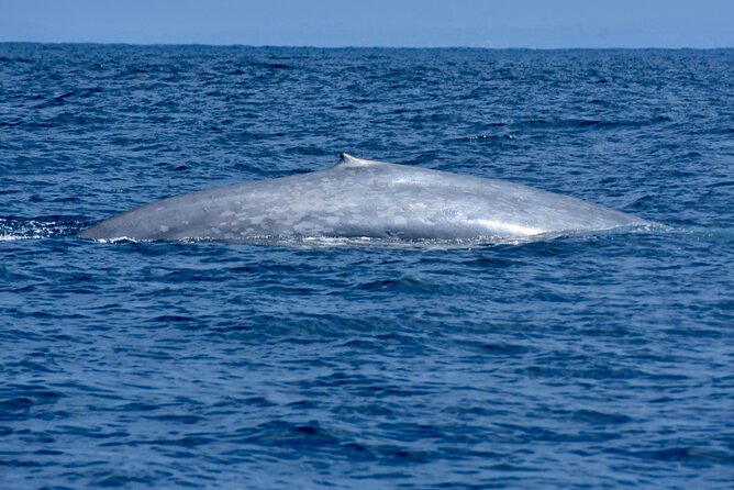 Whale and Dolphin Sightseeing Excursion Group Tour