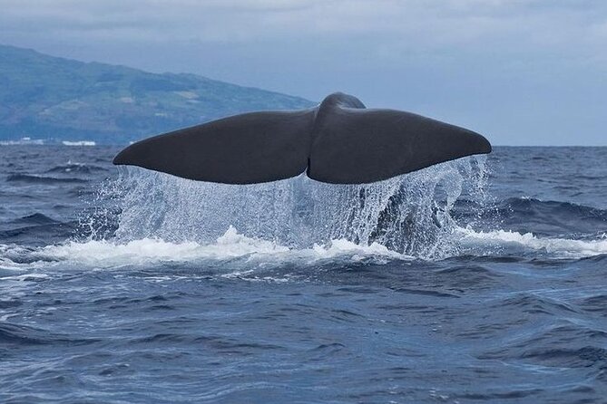 Whale and Dolphin Watching Tour on Pico Island - Good To Know