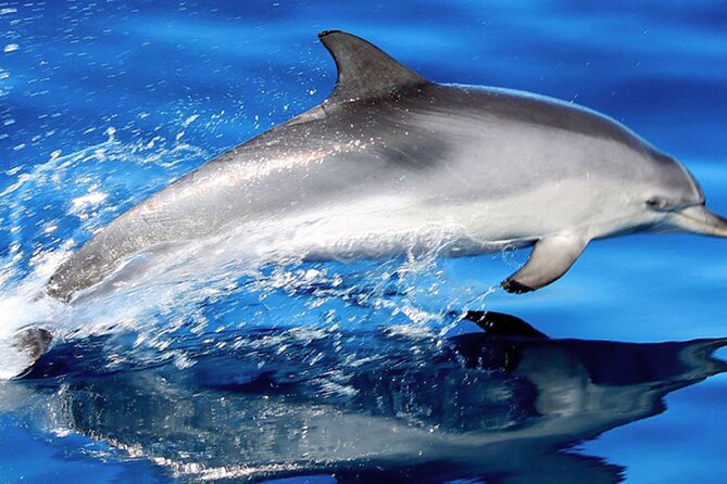Whale & Dolphin Watching With Mustcat Virgin Coast Trip On a Large Catamaran - Good To Know