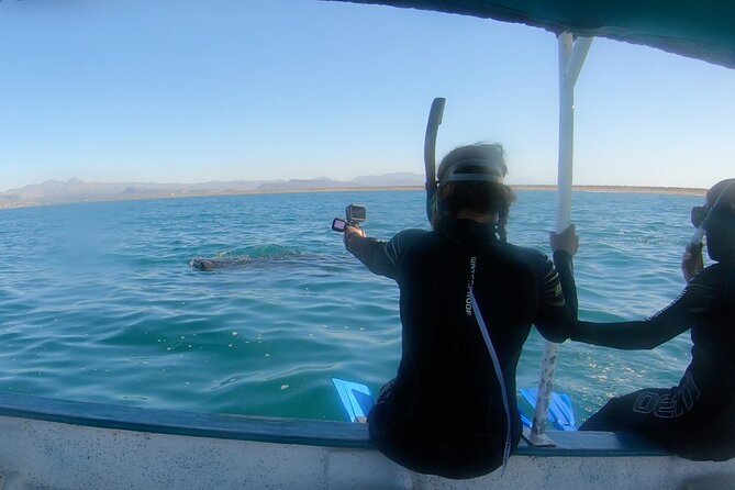 Whale Shark Adventure With Marine Biologists, 4-Hour Tour - Key Points