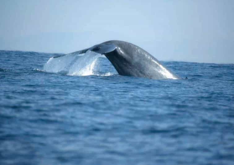 Whale Watching Boat Tour From Ahangama