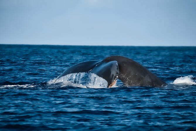 Whale Watching in Kona - Good To Know