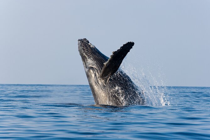Whale Watching With Lunch and Transportation Included - Key Points