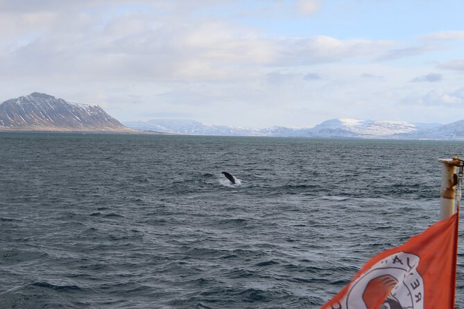 Whale Wonders Morning Expedition From Reykjavík - Key Points