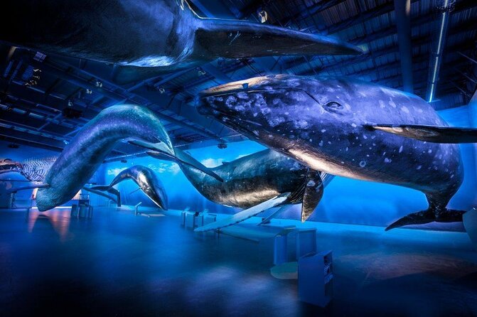Whales of Iceland From Land and Sea - Key Points