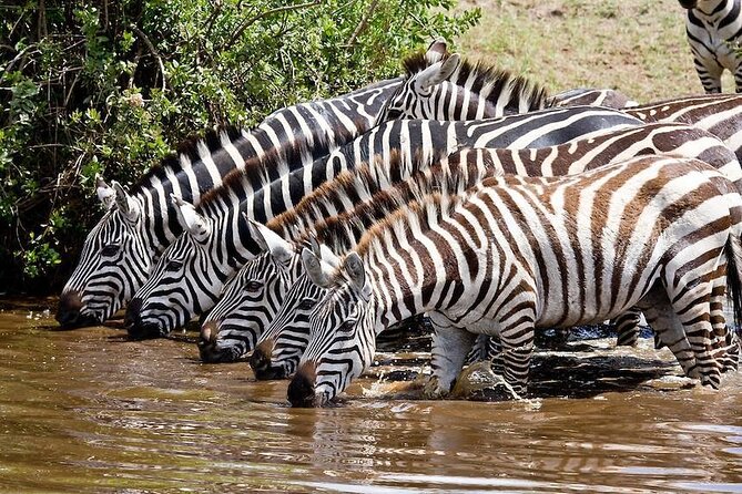Wildebeest Migration in Masai Mara and Sightseeing 4 Days Tour