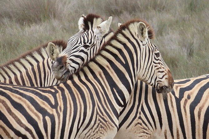 Wildlife Safari, Olive, Beer and Wine Tasting Day Tour From Cape Town - Overview of the Tour