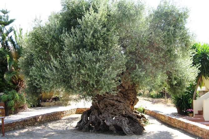 Wine, Beer, Olive Oil Tasting Private Tour (Price per Group of 6) - Key Points