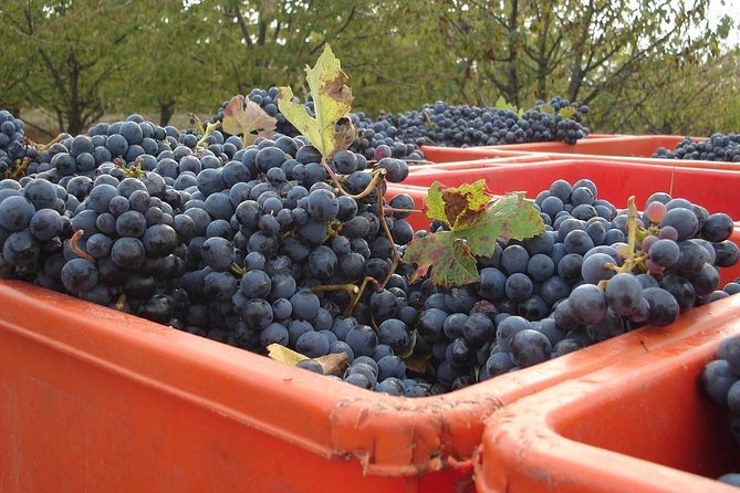 Wine Experience in the Parma Hills - Key Points