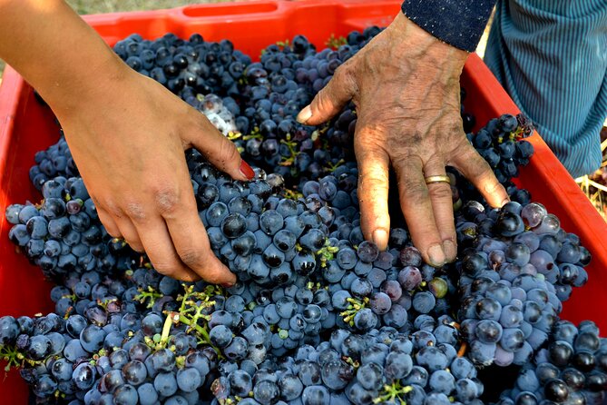 Wine Tasting and Typical Products in Romagna
