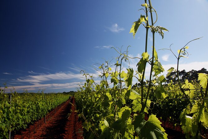 Wine Tasting Experience at the Organic Winery in ŠIšAn - Good To Know